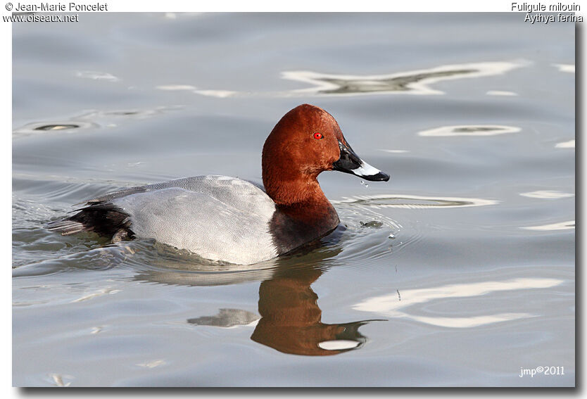 Common Pochard male adult