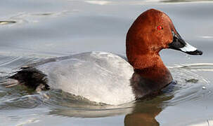 Common Pochard