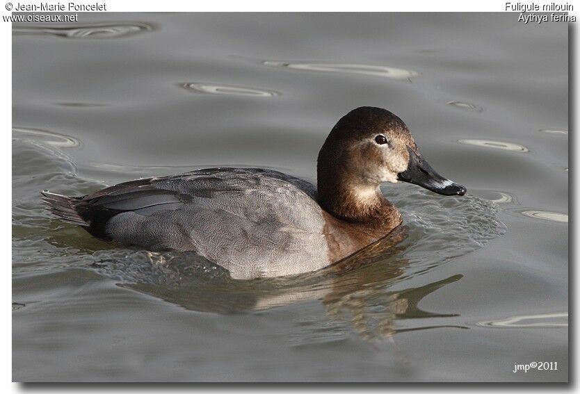 Common Pochard female adult