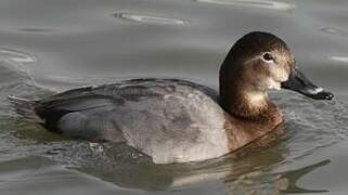 Common Pochard