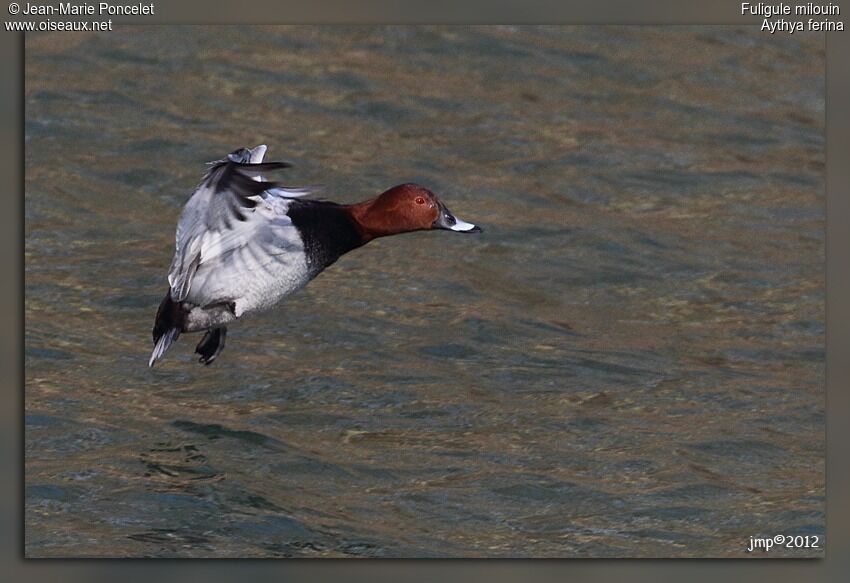 Common Pochard