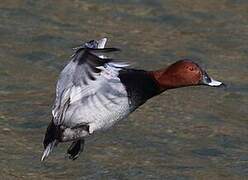 Common Pochard