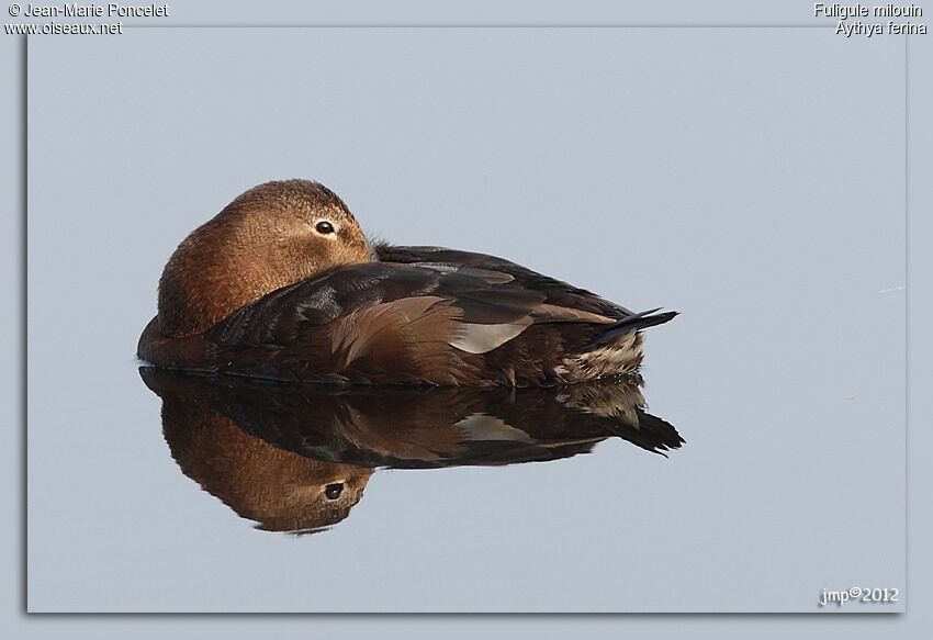 Common Pochard