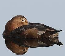 Common Pochard