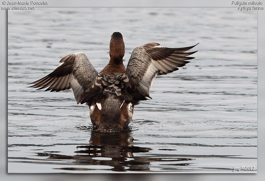 Common Pochard female