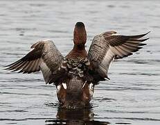 Common Pochard