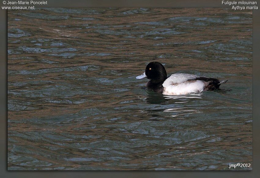 Greater Scaup male