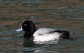 Greater Scaup