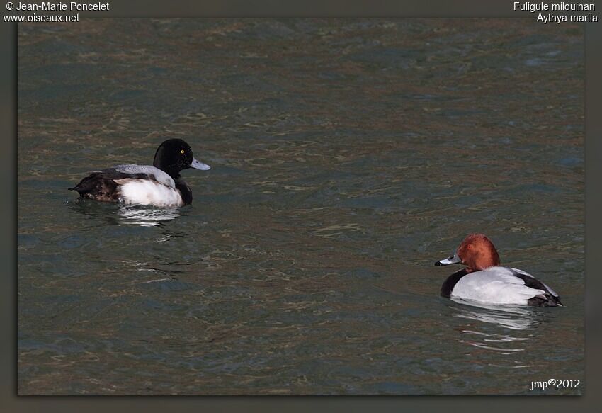 Greater Scaup