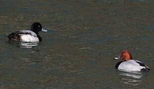 Greater Scaup