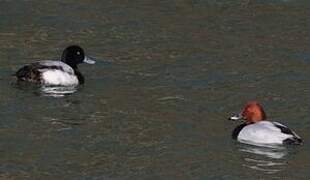 Greater Scaup