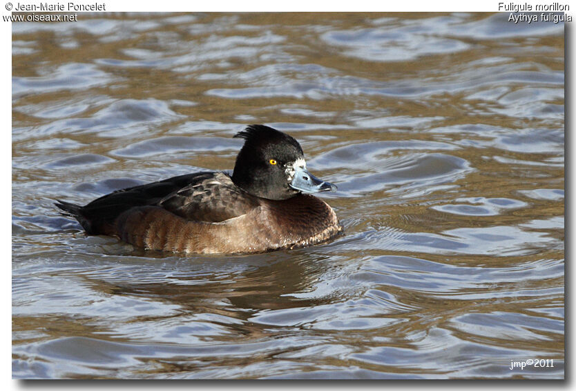 Tufted Duck female adult