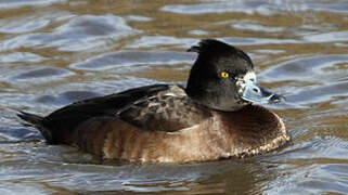 Tufted Duck