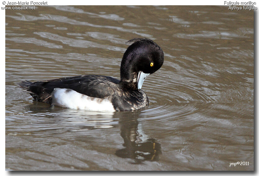 Tufted Duck male adult