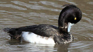 Tufted Duck