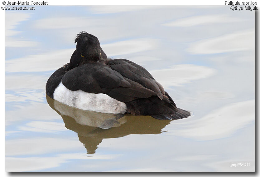 Tufted Duck