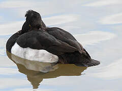 Tufted Duck