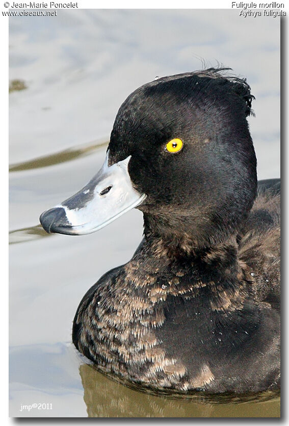 Tufted Duck