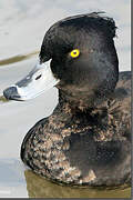 Tufted Duck