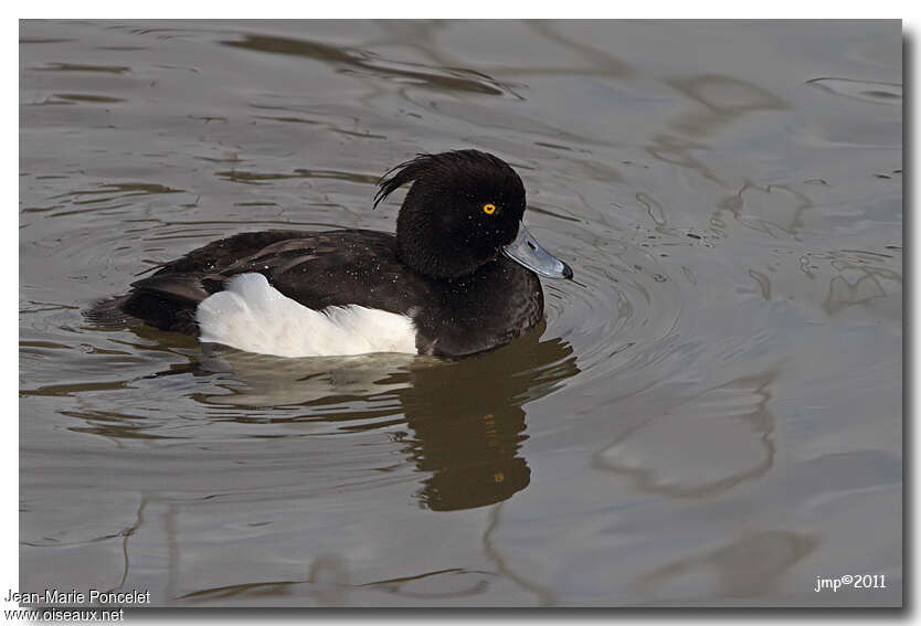 Tufted Duck male adult breeding, identification