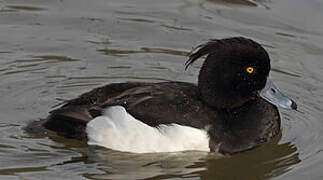 Tufted Duck