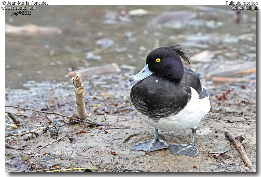 Tufted Duck