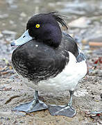 Tufted Duck