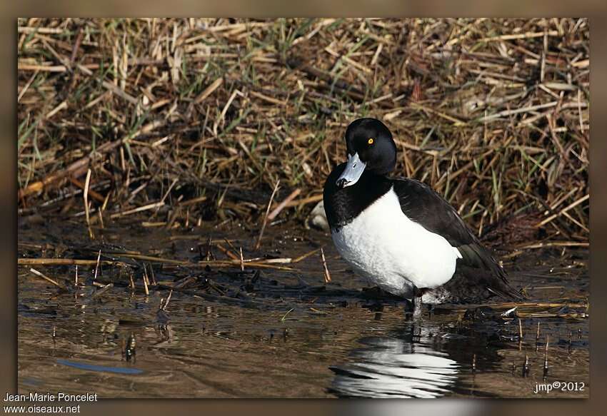 Tufted Duck male adult breeding, identification