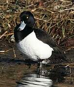 Tufted Duck