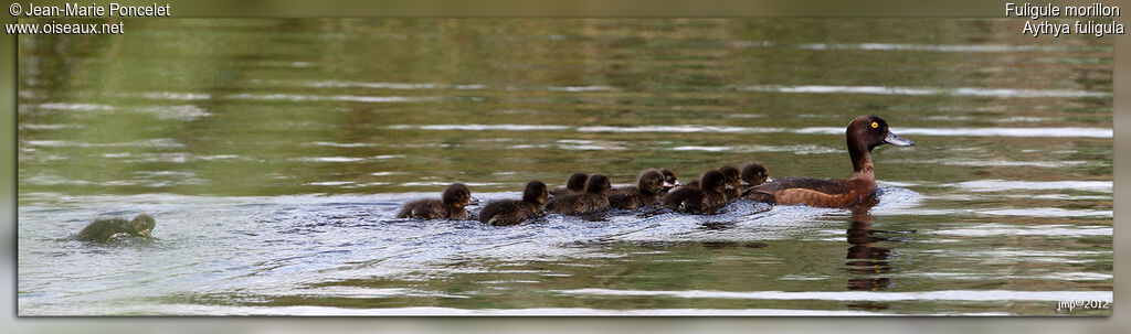 Tufted Duck