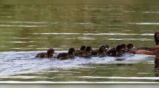 Tufted Duck