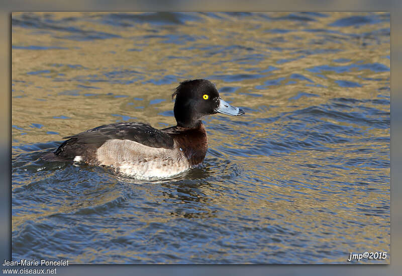 Tufted Duck male adult transition, identification