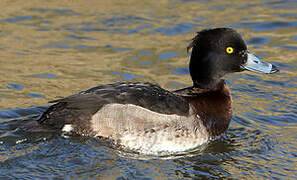 Tufted Duck