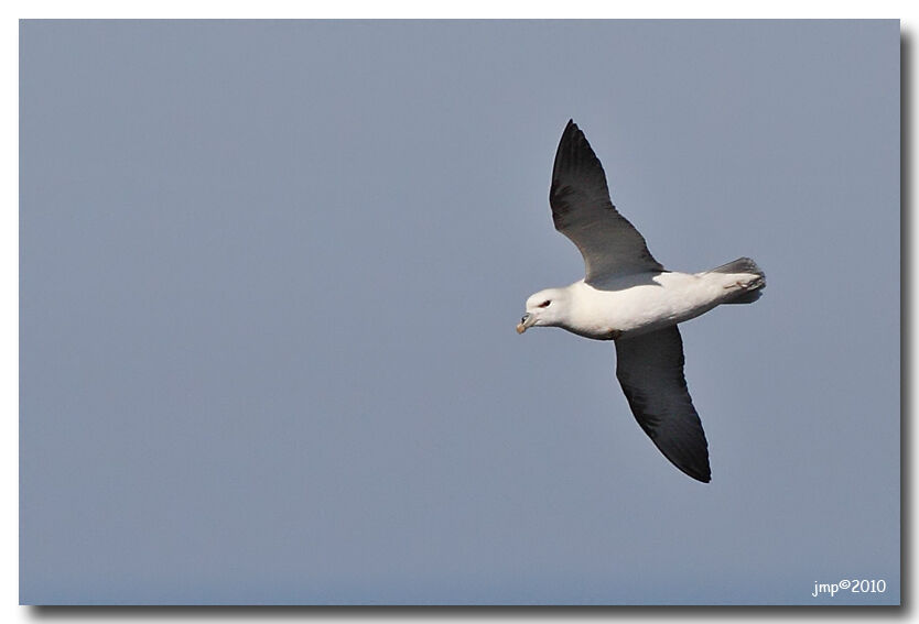 Fulmar boréal