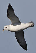 Fulmar boréal