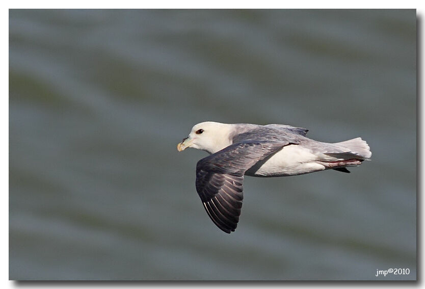 Fulmar boréal