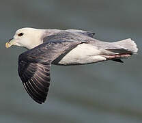 Fulmar boréal