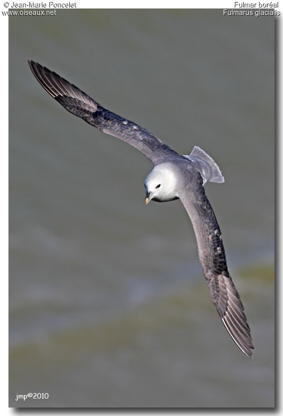 Fulmar boréal