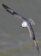 Fulmar boréal