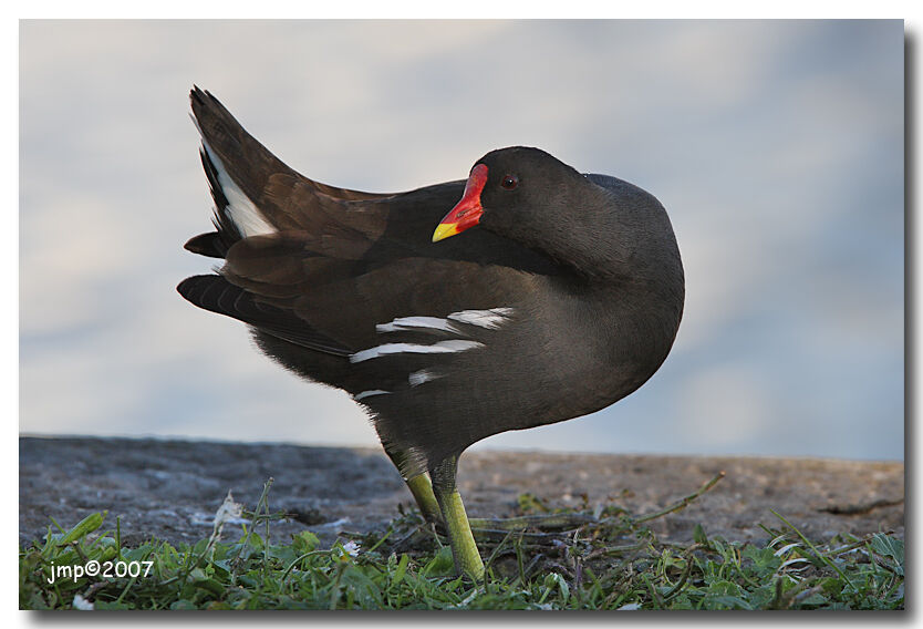 Gallinule poule-d'eau