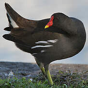 Common Moorhen