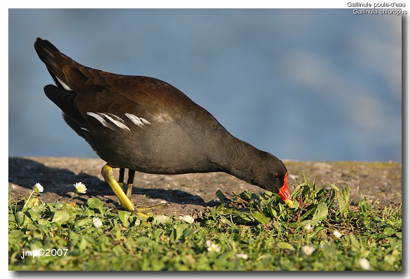 Common Moorhen