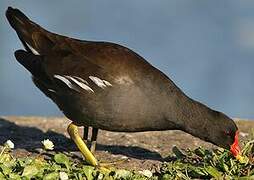 Gallinule poule-d'eau