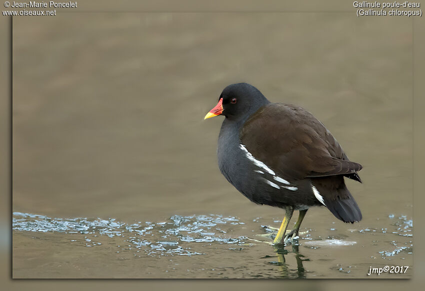 Gallinule poule-d'eau