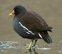 Gallinule poule-d'eau