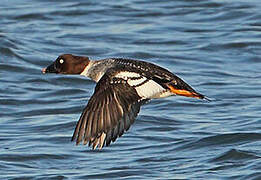 Common Goldeneye