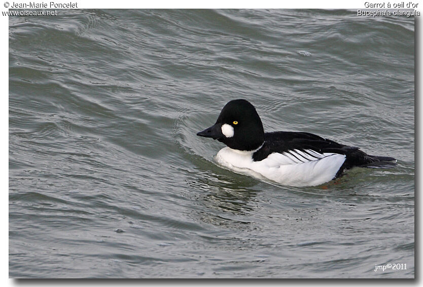 Common Goldeneye