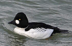 Common Goldeneye