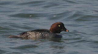 Common Goldeneye