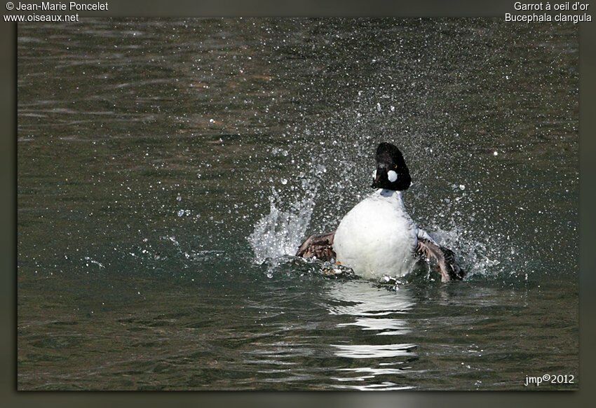 Common Goldeneye